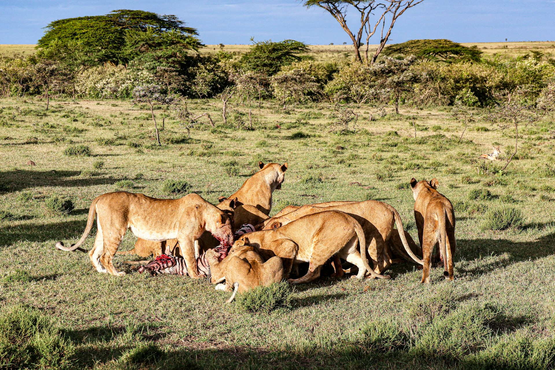 meg-von-haartman-4Tj4w1UOroM-unsplash